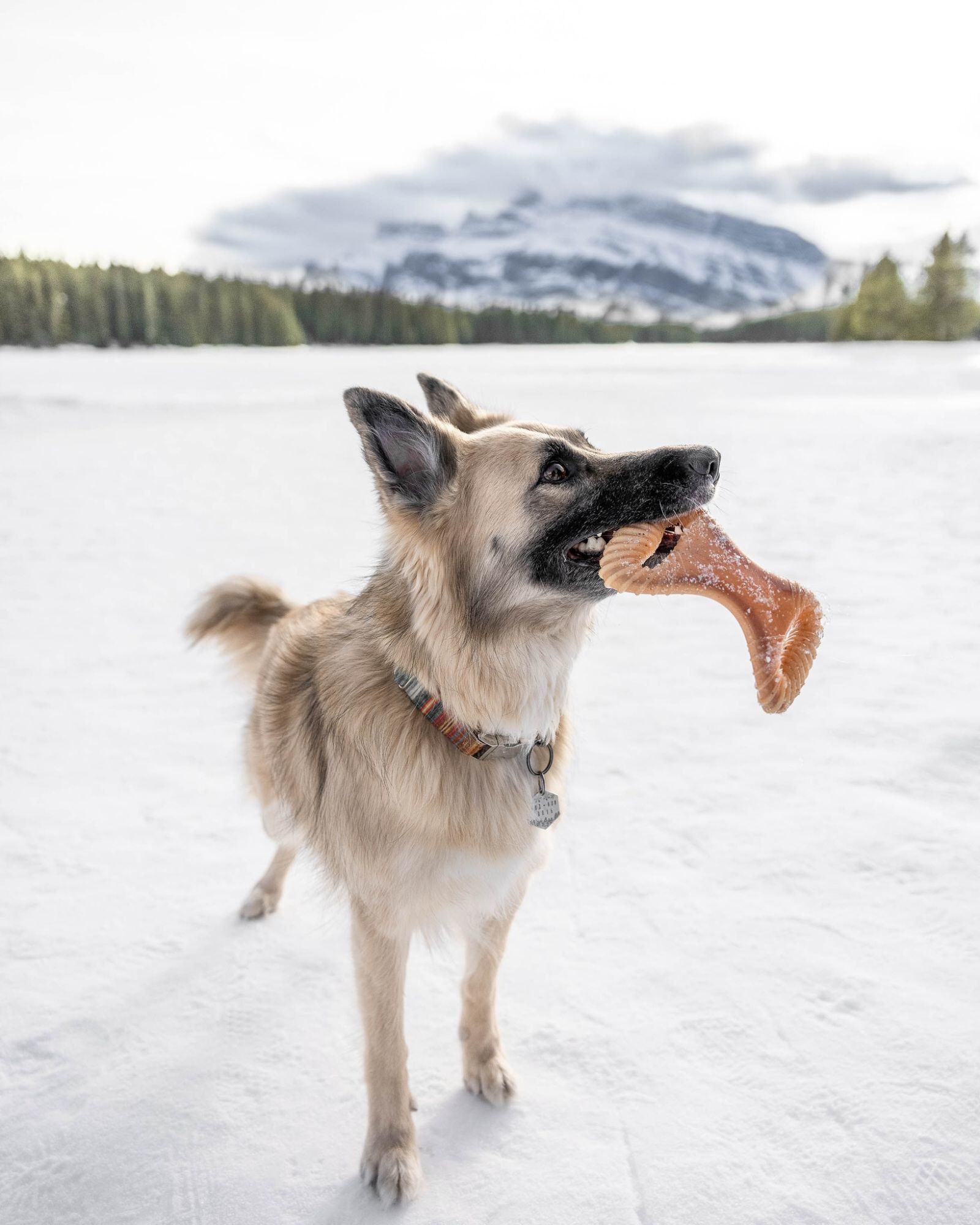 Benebone - Jouet Os Dental Chew Bacon - M Image num&eacute;ro 4