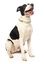 Fuzzyard - Collier Piña Colada pour Chien - L Indicateur image numéro 5