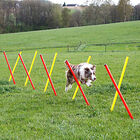 Kerbl - Kit Complet Agility pour Chiens image number null