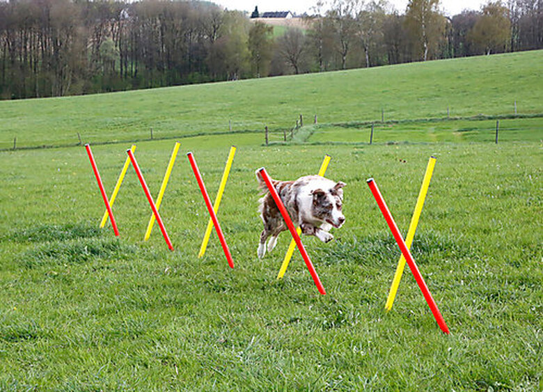 Kerbl - Kit Complet Agility pour Chiens image number null