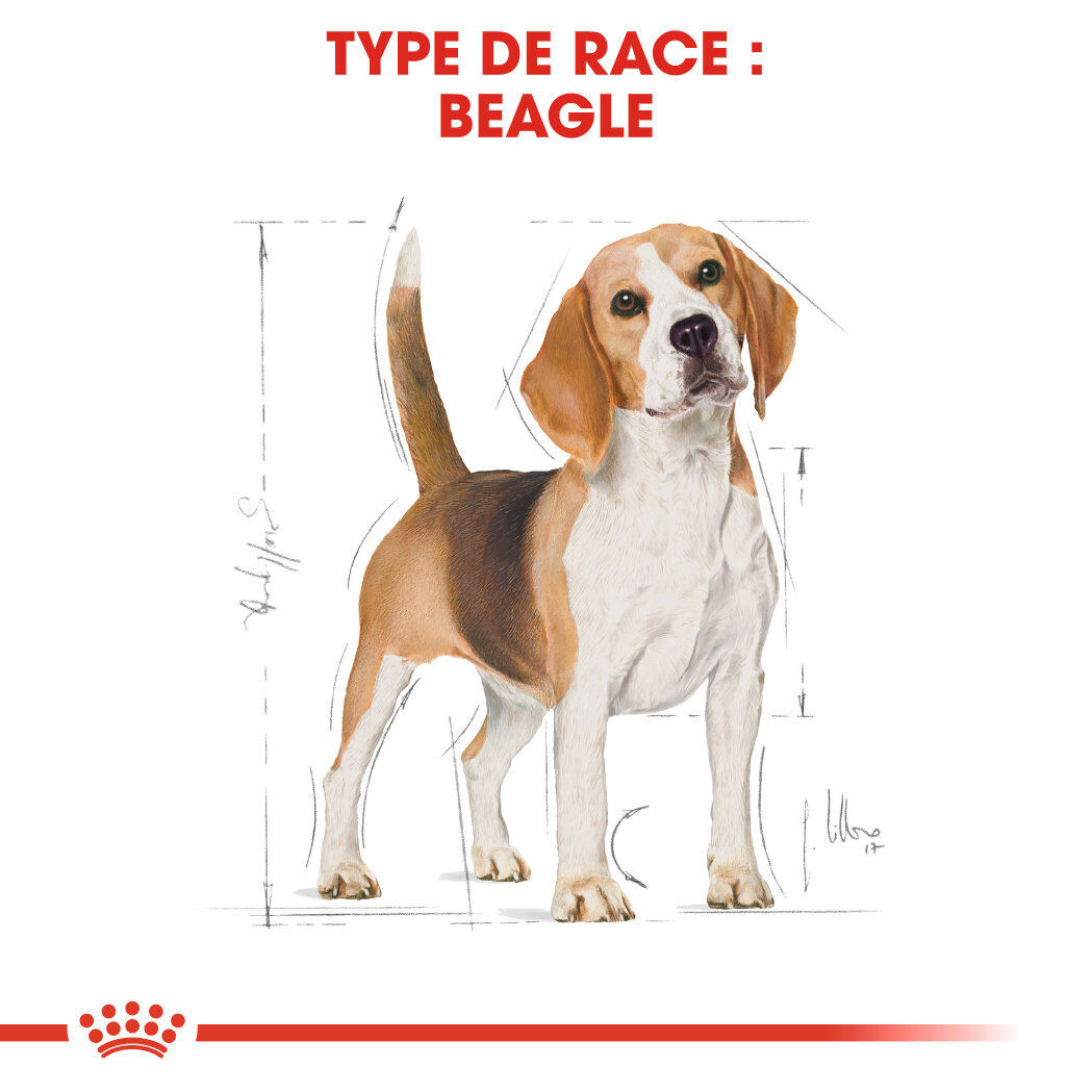 Royal Canin - Croquettes Beagle Adult pour Chien - 12Kg Image num&eacute;ro 2