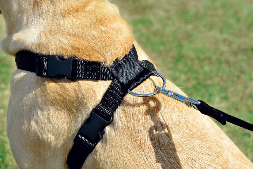 Zolux - Harnais de S&eacute;curit&eacute; Auto pour Chien - S Image num&eacute;ro 3