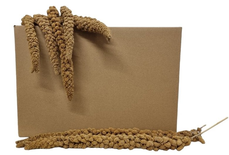 Octave Bauchant - Millet Jaune en Grappes Carton - 5Kg Image numéro 1 Octave Bauchant - Millet Jaune en Grappes Carton - 5Kg Image numéro 1