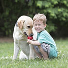 KONG - Jouet Classic en Caoutchouc pour Chien - L image number null