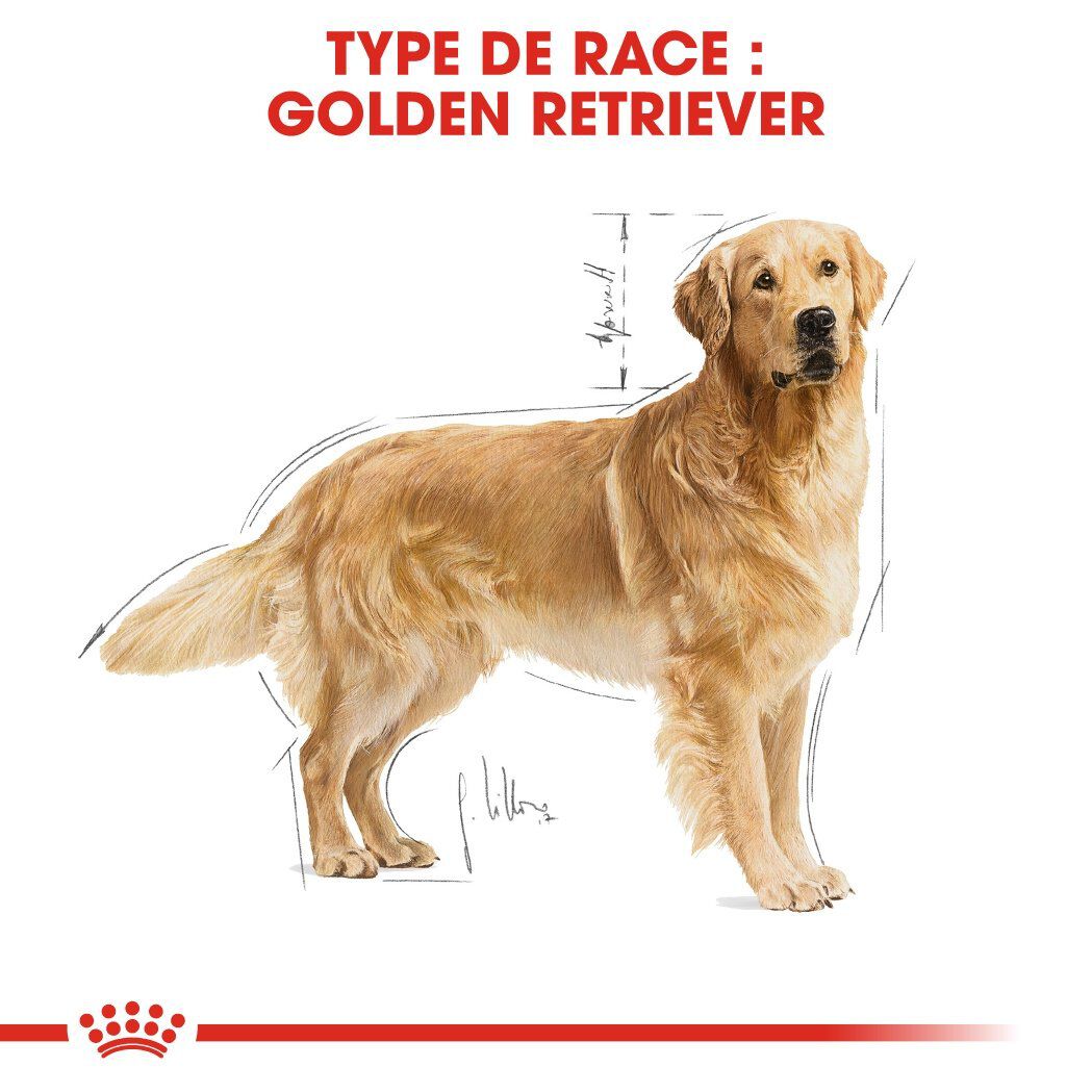 Royal Canin - Croquettes Golden Retriever pour Chien Adulte - 12Kg Image num&eacute;ro 3
