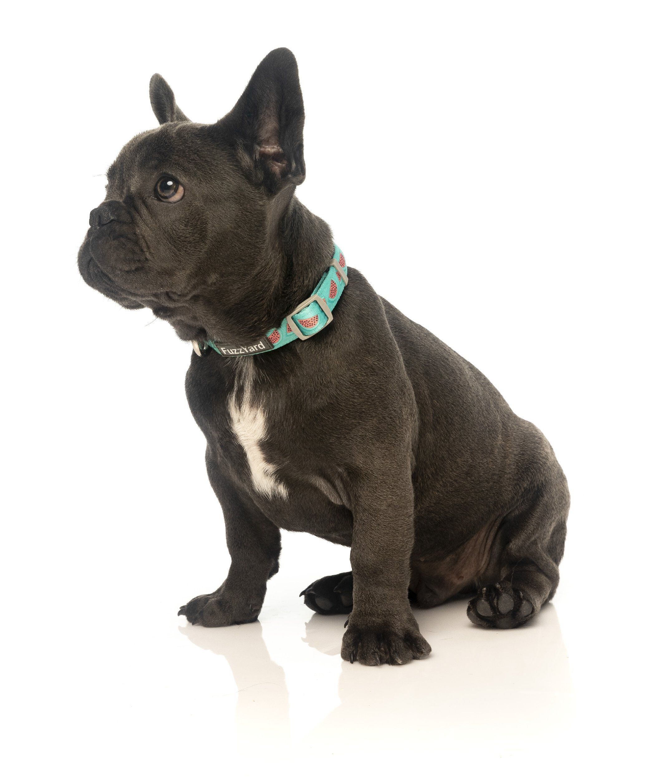 FuzzYard - Collier Summer Punch pour Chien - L Image num&eacute;ro 2