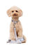 Gotoo - Collier Vichy Gris pour Chien - XS Indicateur image numéro 7