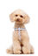 Gotoo - Harnais Vichy Gris pour Chien - XS Indicateur image numéro 3