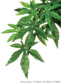 Exo Terra - Plante Abutilon pour Terrarium - L