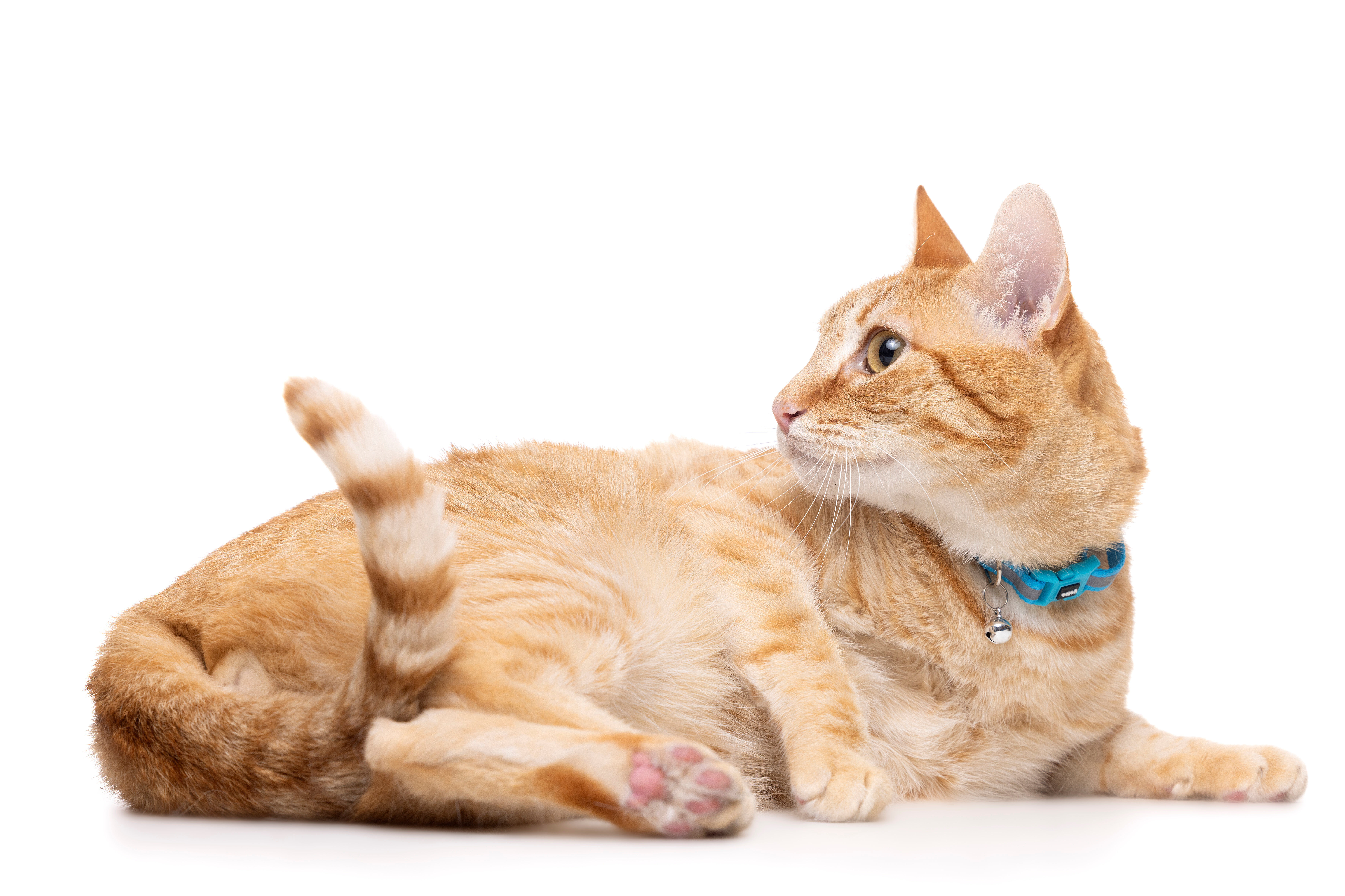 Gotoo - Collier en Nylon Premium Bleu pour Chat Image num&eacute;ro 2