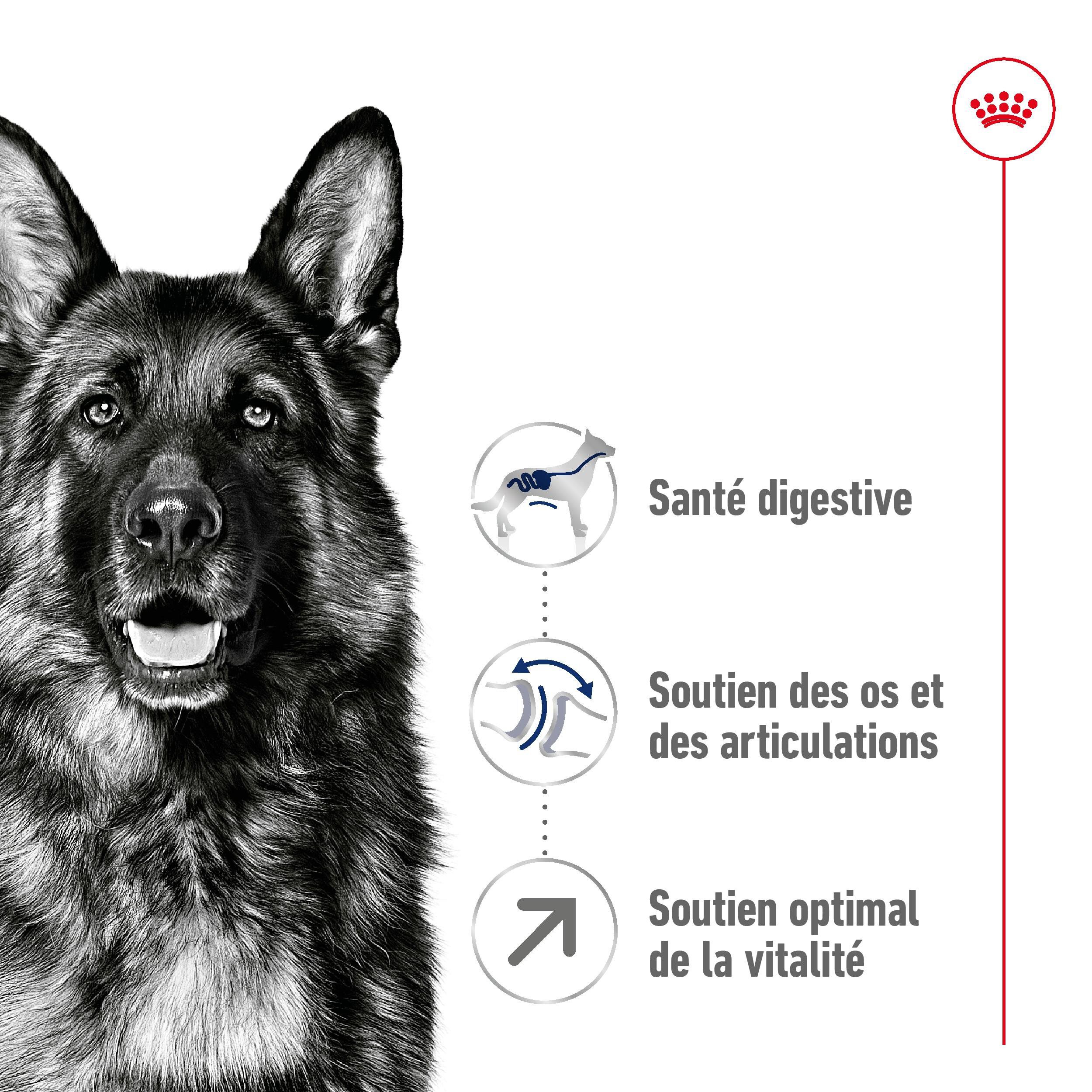 Royal Canin - Croquettes Maxi Adulte 5+ pour Chien Adulte - 15Kg Image num&eacute;ro 3