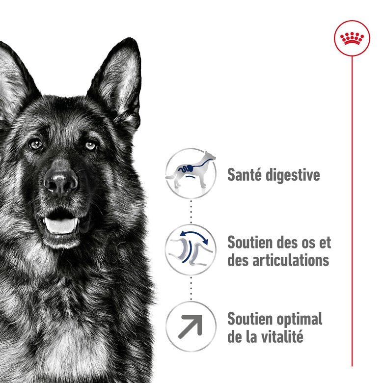 Royal Canin - Croquettes Maxi Adulte 5+ pour Chien Adulte - 15Kg Image numéro 3 Royal Canin - Croquettes Maxi Adulte 5+ pour Chien Adulte - 15Kg Image numéro 3