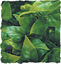 Zoomed - Plante Mexican pour Terrarium Indicateur image numéro 2