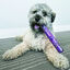 KONG - Jouet B&acirc;ton Squeezz Confetti Stick pour Chien - M Indicateur image num&eacute;ro 2