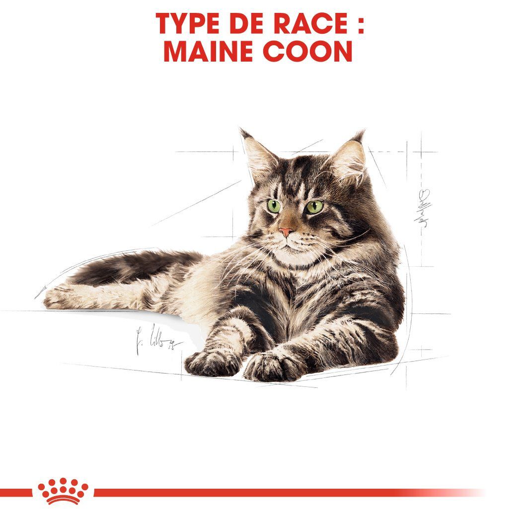 Royal Canin - Sachets Maine Coon en Sauce pour Chat - 12x85g Image num&eacute;ro 3
