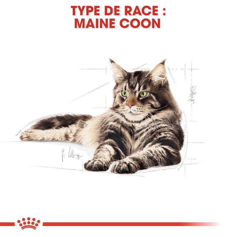 Royal Canin - Sachets Maine Coon en Sauce pour Chat - 12x85g Image numéro 3 Royal Canin - Sachets Maine Coon en Sauce pour Chat - 12x85g Image numéro 3