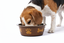 Leeby - Gamelle Inox &agrave; Motifs pour Chiens - L/1,6L Indicateur image num&eacute;ro 1