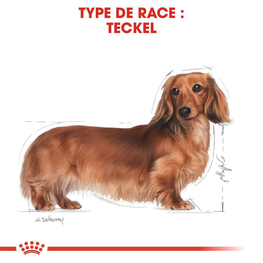 Royal Canin - Croquettes Teckel Adult - 7,5Kg Image num&eacute;ro 5