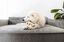 Benebone - Jouet Os A Macher Wishbone Poulet -  S Indicateur image numéro 4