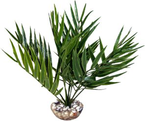 Labeo - Foug&egrave;re - Plante Artificielle Aquarium et Terrarium Image num&eacute;ro 1