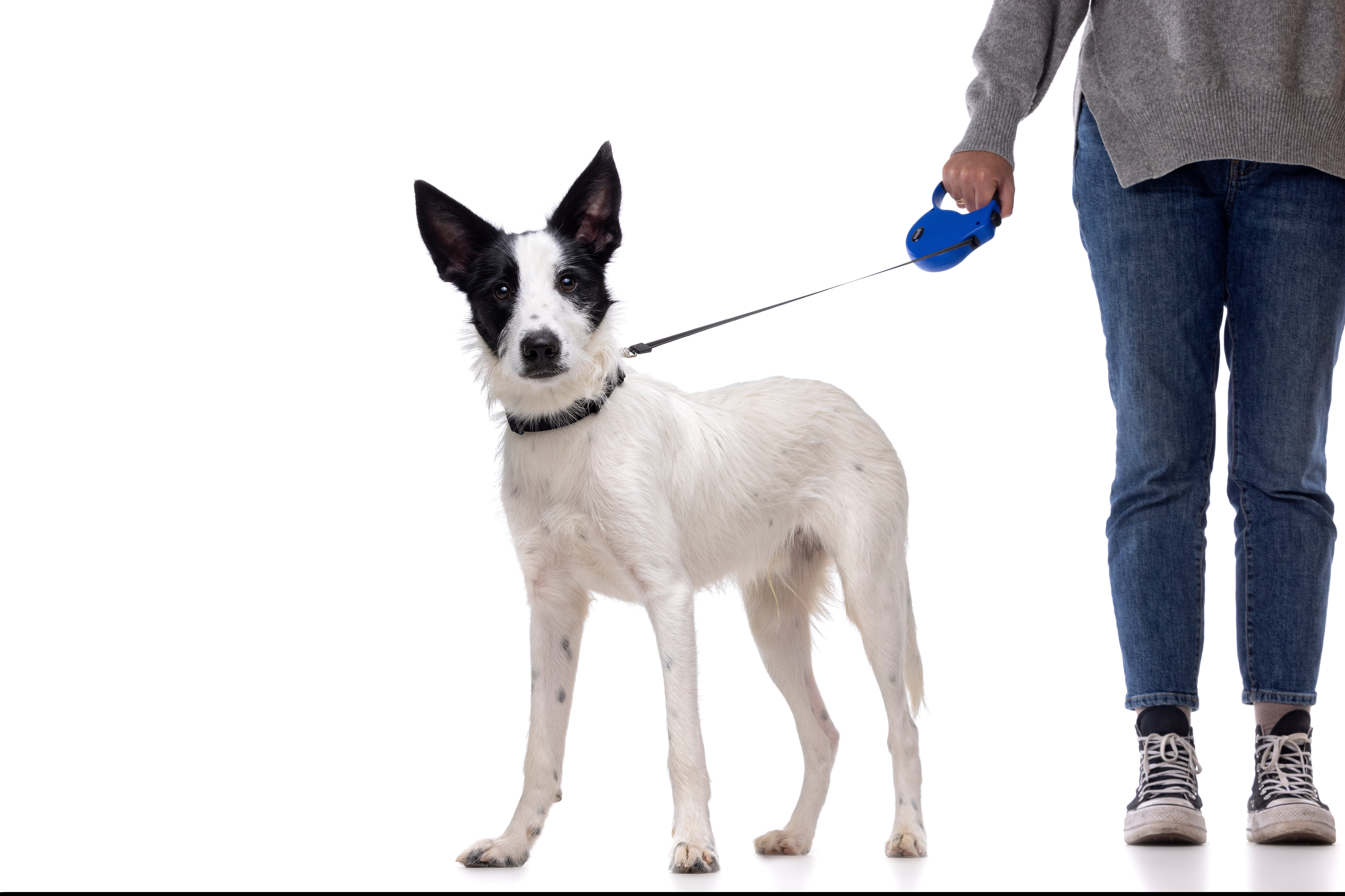 Gotoo - Collier Essentials en Nylon Noir pour Chien - XS Image num&eacute;ro 5