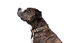 Gotoo - Collier Leopard pour Chien - XS Indicateur image numéro 5