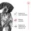 Royal Canin - Croquettes Medium Ageing 10+ pour Chien Senior - 15Kg Indicateur image numéro 8