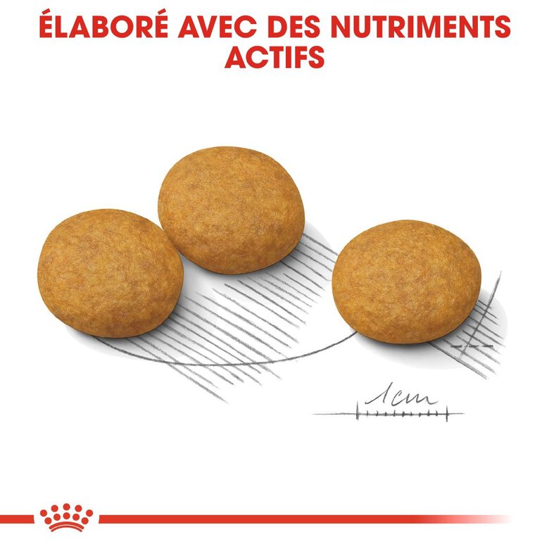 Royal Canin - Croquettes Medium Dermacomfort pour Chien - 3Kg Image numéro 5 Royal Canin - Croquettes Medium Dermacomfort pour Chien - 3Kg Image numéro 5