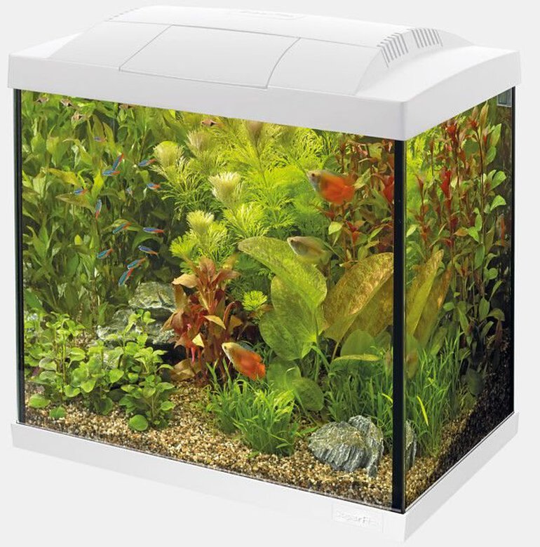 Superfish - Kit Aquarium Start 30 Tropical Blanc - 27L Image numéro 2 Superfish - Kit Aquarium Start 30 Tropical Blanc - 27L Image numéro 2