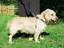 Zolux - Harnais de Sécurité Auto pour Chien - S Indicateur image numéro 10