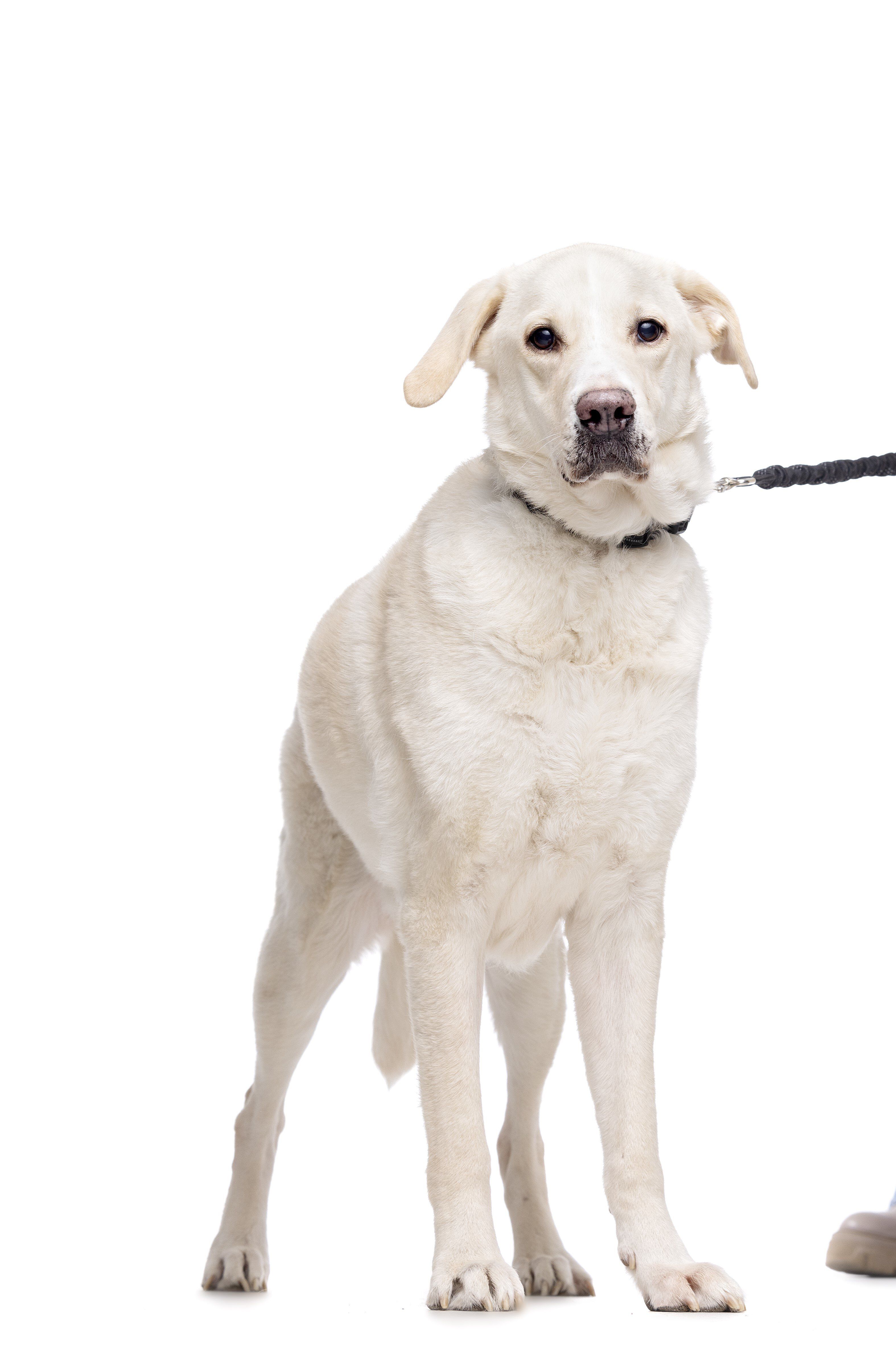 Gotoo - Laisse Essentials Double Noir pour Chien Image num&eacute;ro 3