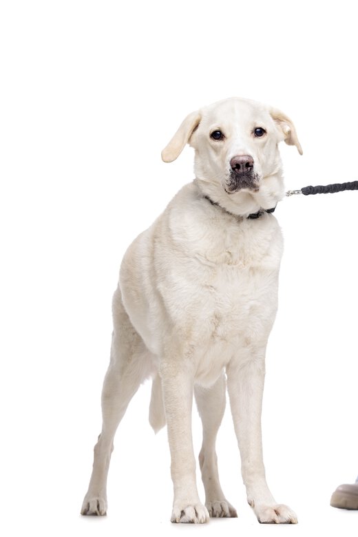 Gotoo - Laisse Essentials Double Noir pour Chien Image numéro 3 Gotoo - Laisse Essentials Double Noir pour Chien Image numéro 3