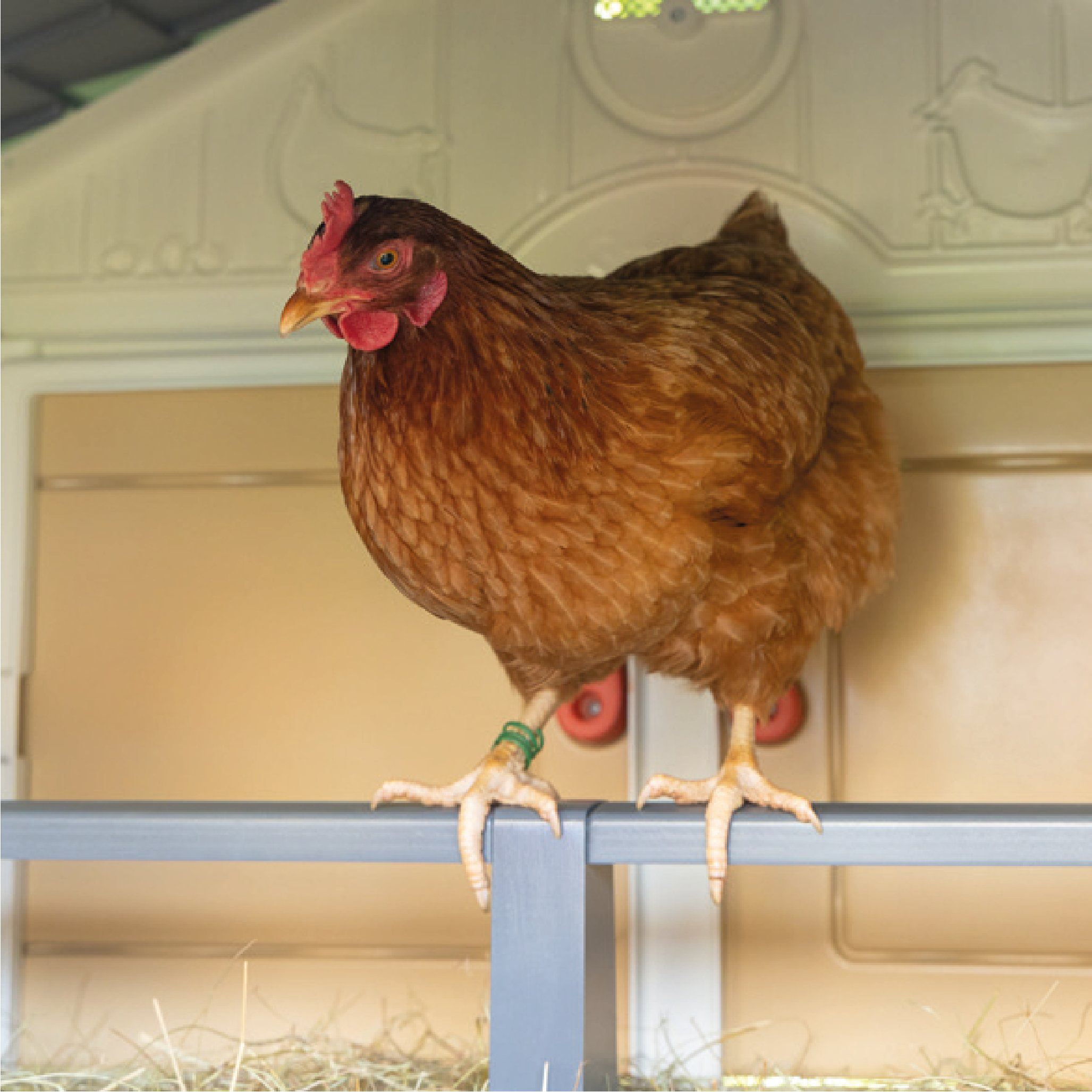 Smoby - Poulailler Smoby pour Poules - 159x121x128cm Image num&eacute;ro 6