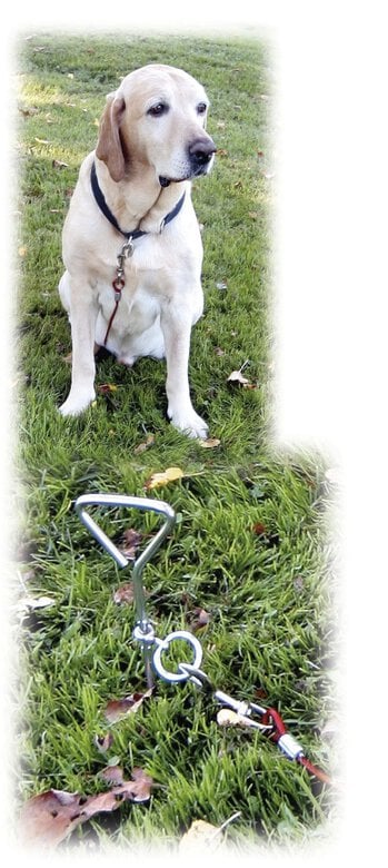 Kerbl - Laisse d'Attache avec Ancrage pour Chien Image numéro 2 Kerbl - Laisse d'Attache avec Ancrage pour Chien Image numéro 2