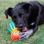 KONG - Jouet Shieldz Tropics Pieuvre pour Chiens - M Indicateur image numéro 3