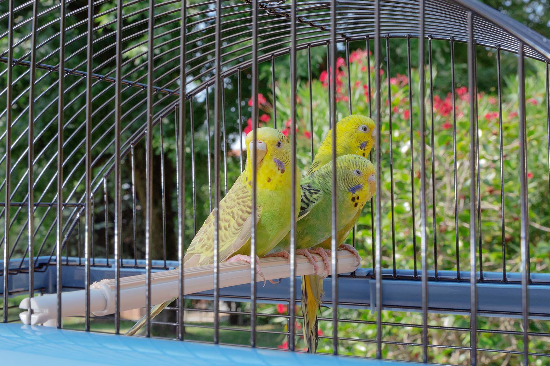 Ferplast - Cage Palladio 4 pour Oiseaux Exotiques - Bleu Image num&eacute;ro 5