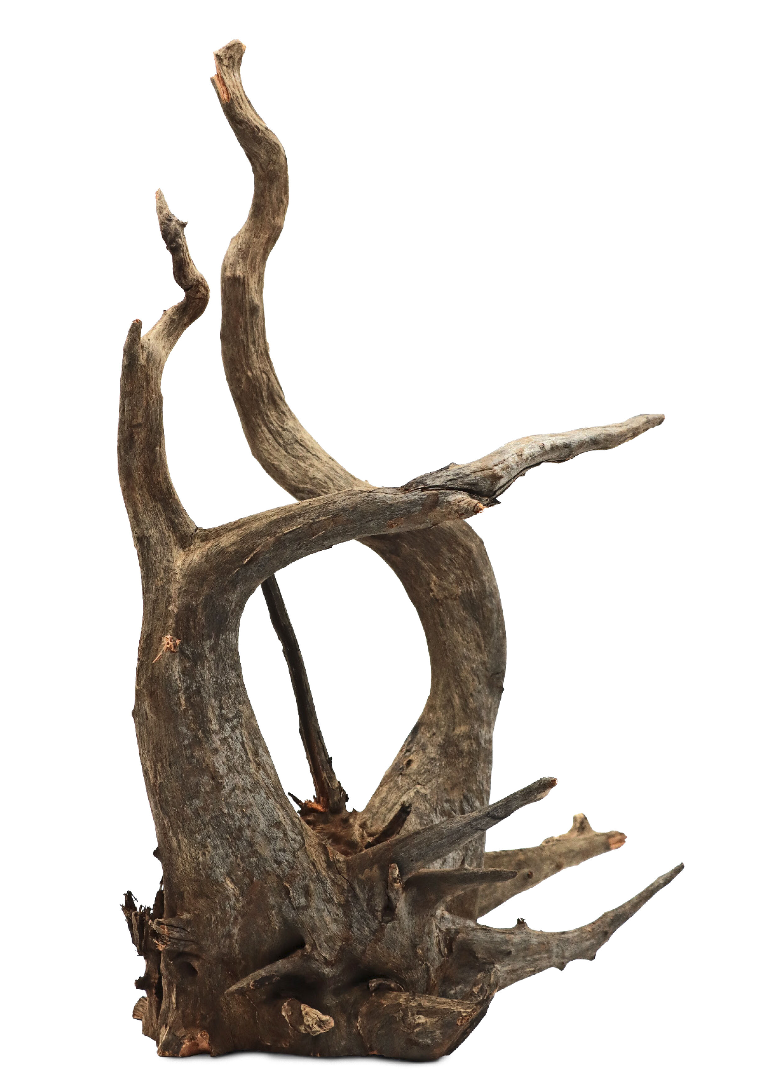 Amtra - Racine de Bois Tha&iuml; Naturel pour Aquarium - L Image num&eacute;ro 1