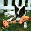 KONG - Jouet Peluche Shakers Luvs Girafe pour Chiens Indicateur image numéro 4