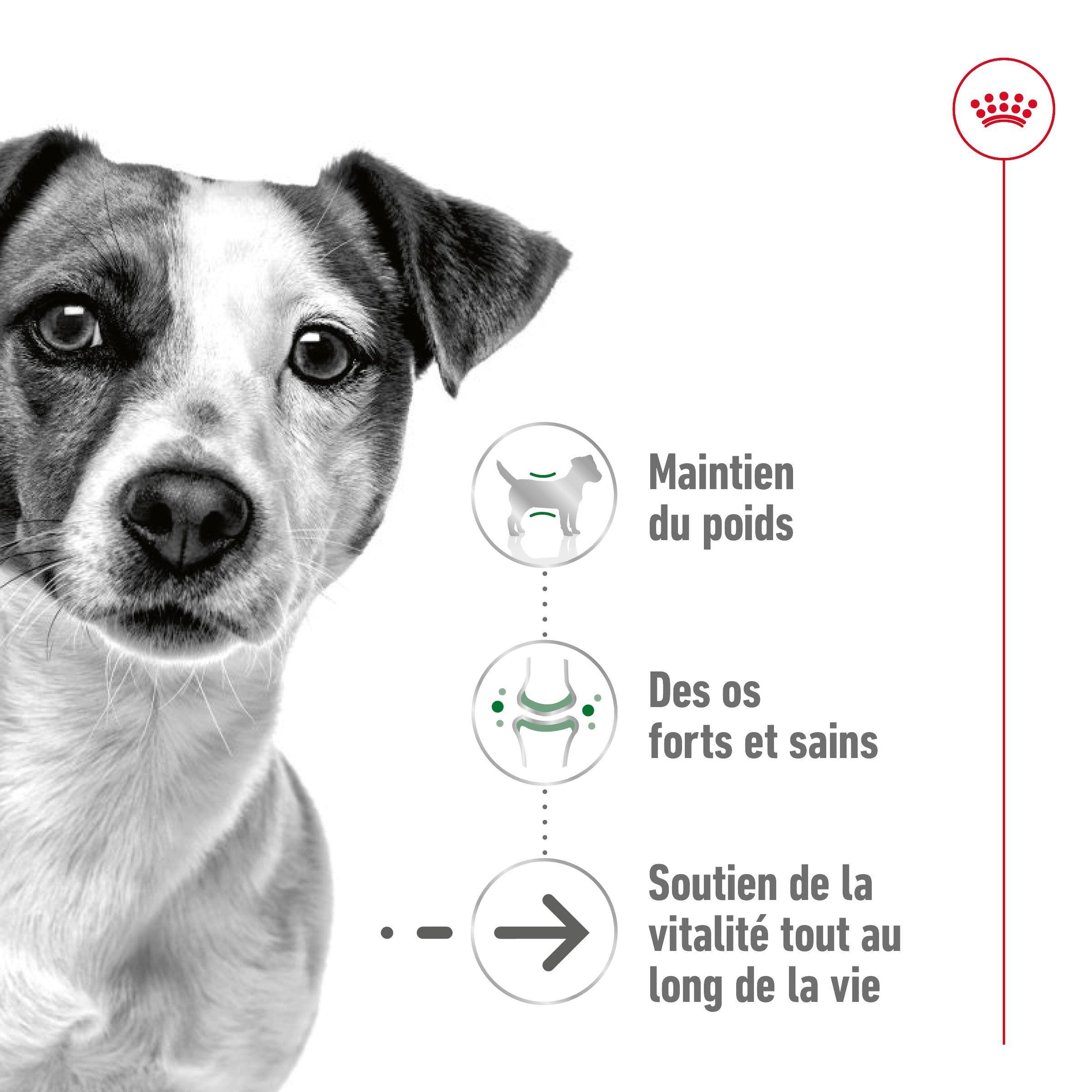 Royal Canin - Croquettes Mini Ageing 12+ pour Chien Senior - 3,5Kg Image num&eacute;ro 3