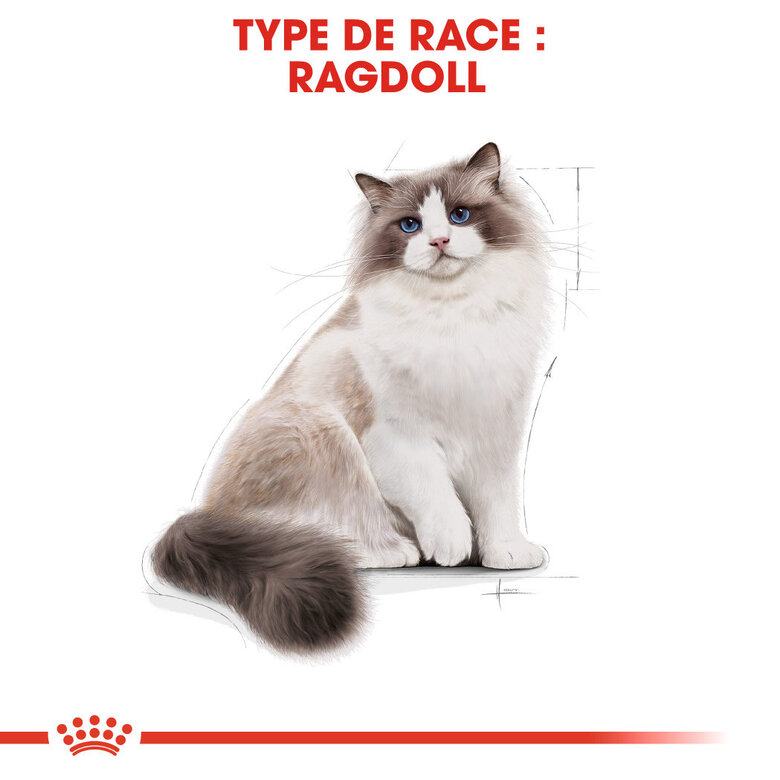 Royal Canin - Croquettes Ragdoll Adult pour Chat - 2Kg Image numéro 2 Royal Canin - Croquettes Ragdoll Adult pour Chat - 2Kg Image numéro 2