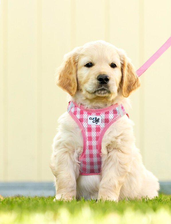 Curli - Harnais Veste Air-Mesh + Laisse en Rose pour Chiot - M Image numéro 4 Curli - Harnais Veste Air-Mesh + Laisse en Rose pour Chiot - M Image numéro 4