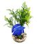 Labeo - Plante de Décoration Poisson d'eau Douce pour Aquarium Indicateur image numéro 2