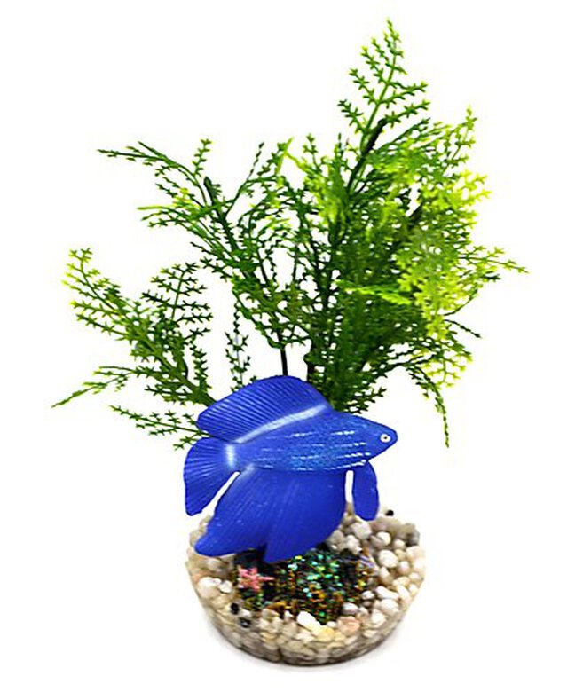 Labeo - Plante de Décoration Poisson d'eau Douce pour Aquarium image number null