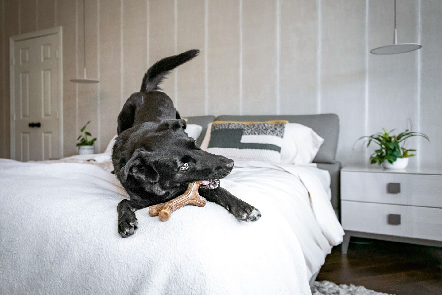 Benebone - Jouet Os A Macher Bacon Sticks  - S Image num&eacute;ro 4