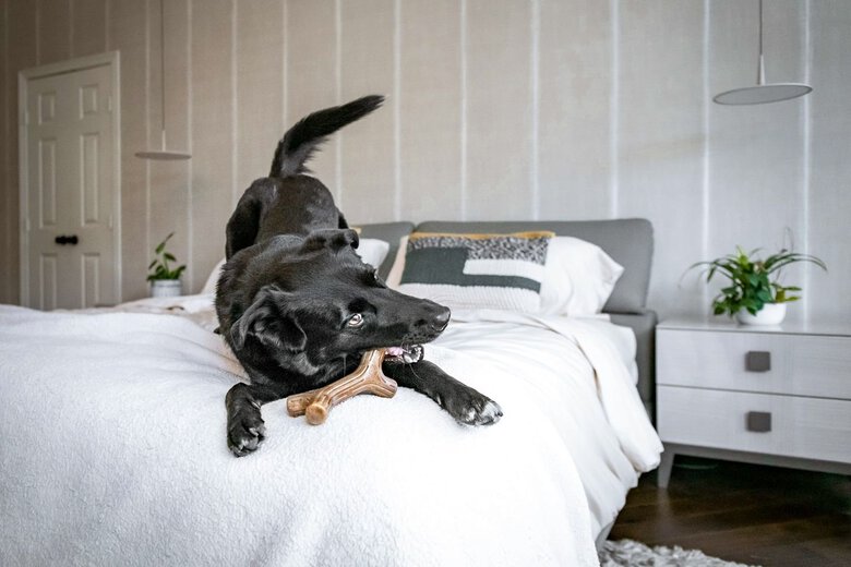 Benebone - Jouet Os A Macher Bacon Sticks  - S Image numéro 4 Benebone - Jouet Os A Macher Bacon Sticks  - S Image numéro 4