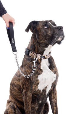 Gotoo - Laisse en Métal pour Chien