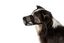 Trixie - Muselière Anti Intoxication pour Chiens - XL/37cm Indicateur image numéro 2