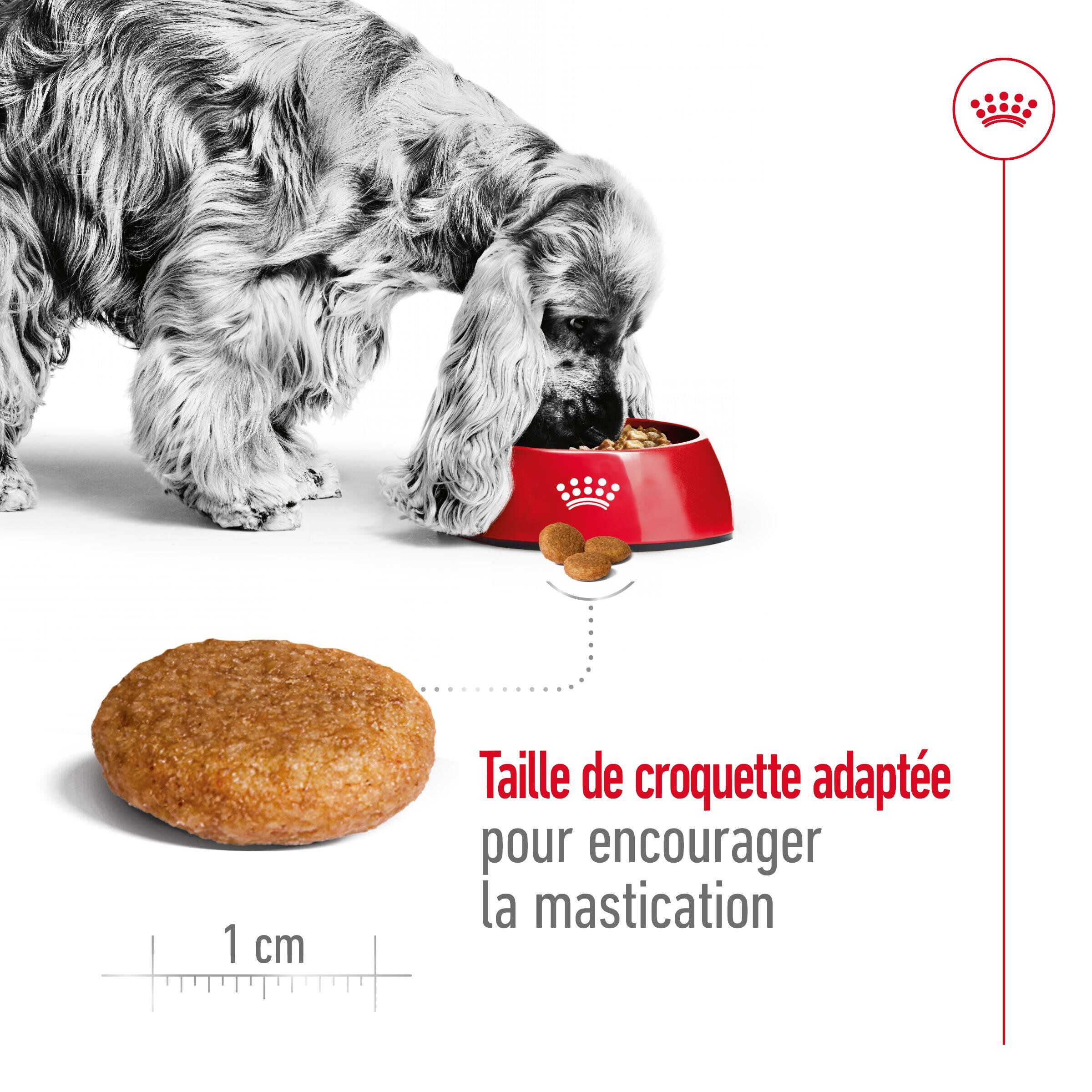 Royal Canin - Croquettes Medium Adult pour Chien de Taille Moyenne - 4Kg Image num&eacute;ro 3