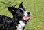 Bobby - Jouet Balle Caoutchouc Cache Friandises Rose pour Chiens Indicateur image numéro 2
