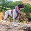 Kurgo - Harnais "Journey Air" Violet pour Chiens - S Indicateur image numéro 2
